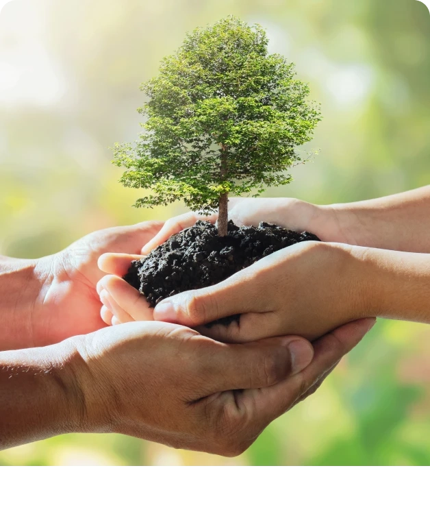 Mãos unidas segurando uma muda de árvore, simbolizando cuidado e sustentabilidade.