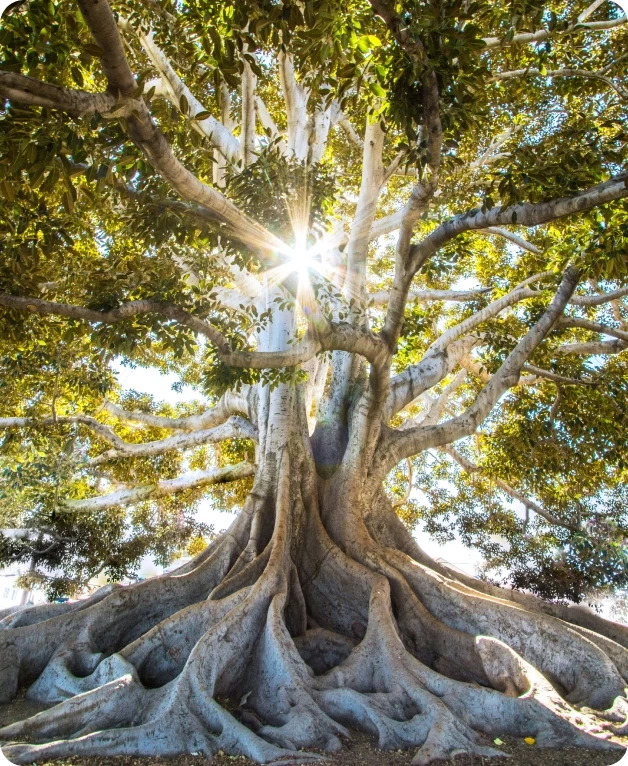 Árvore majestosa com tronco robusto, galhos expandidos e luz solar brilhando através das folhas verdes.
