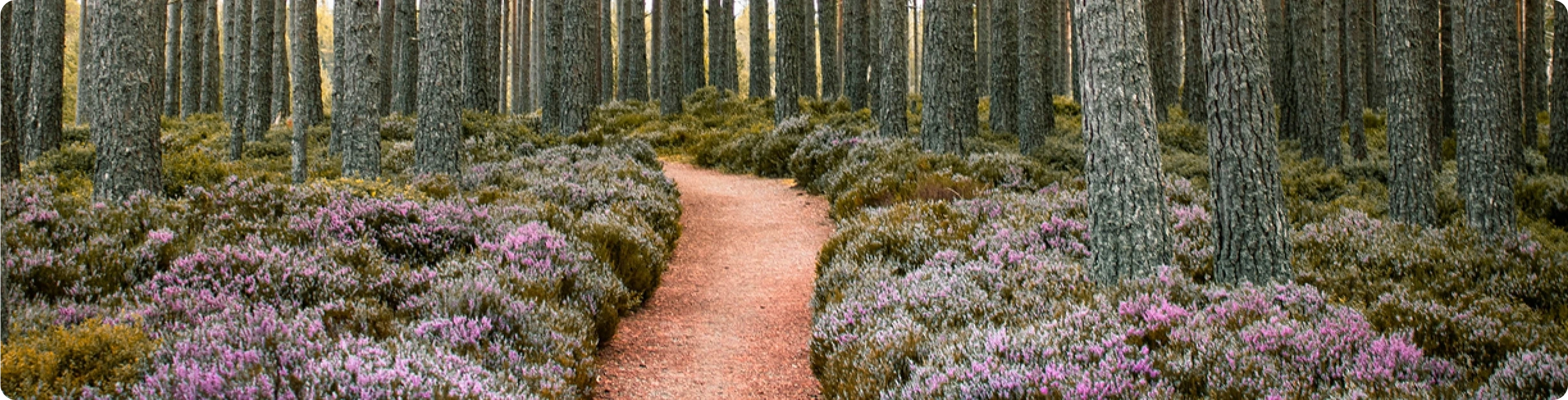 Caminho de terra entre árvores altas, rodeado por flores roxas em um ambiente sereno e natural.